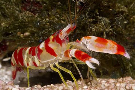 1. A Pistol Shrimp’s Snapper Can be Over Half the Size of its Body. Snapping Shrimps have one small claw called a pincer, and a much larger claw-like snapper. Some shrimps have snappers that are bigger than half its body. The agility of a snapping shrimp is a testament to its strength for its size. 